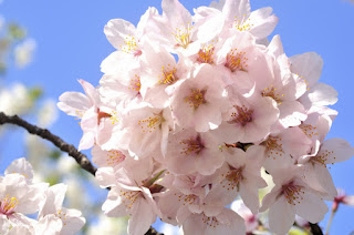 Gambar Bunga Sakura Paling cantik di Jepang 17000