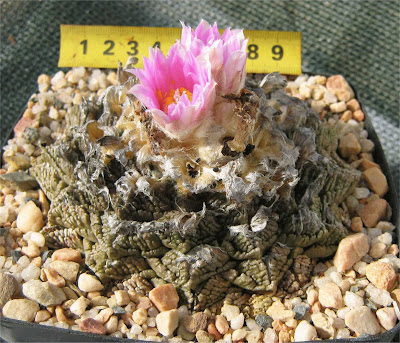 Ariocarpus fissuratus