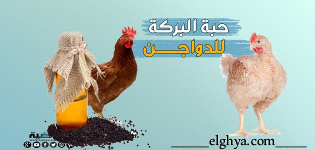 فوائد زيت حبة البركة للدواجن غذاء ووقاية وعلاج