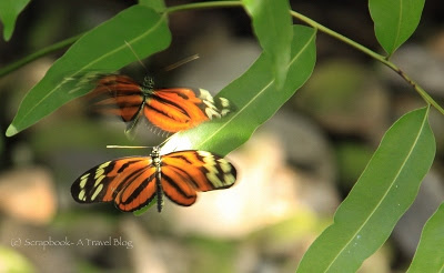 Key West Butterfly Garden