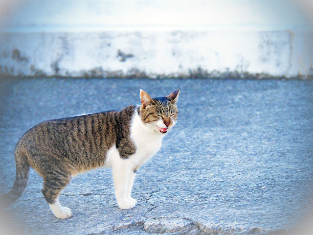 城ヶ島西側の猫の画像