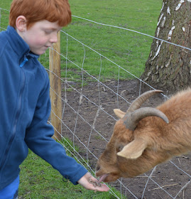 Tattershall Farm Park - A review - feeding a goat