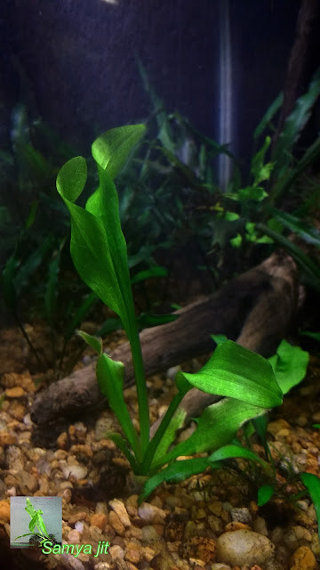 Juvenile Ottelea alismoides in aquarium