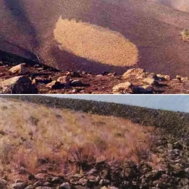 In 1986, a UFO burned a hill, “sucked” the insides of insects and took chlorophyll from a trees