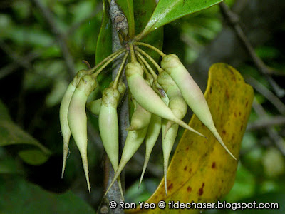 Kacang-kacang (Aegiceras corniculatum)