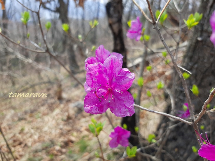 Рододендрон остроконечный (Rhododendron mucronulatum)