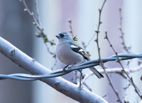 African Chaffinch - Atlas Mountains, Morocco