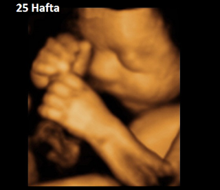 Anne karnındaki 25 haftalık bebek çizimi ve ultrason gruntusu