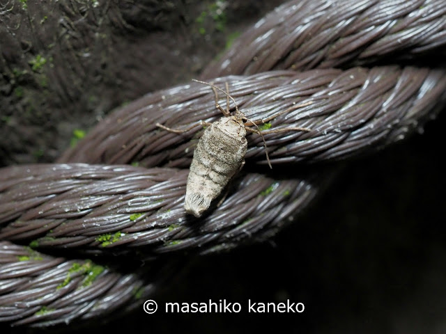 ウスバフユシャク♀