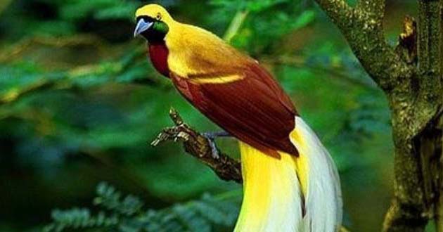 Fauna Papua Cendrawasih Kuning Besar Si Burung  Dari Surga 