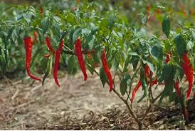 Oxford green farms produce pepper, ginger and turmeric.