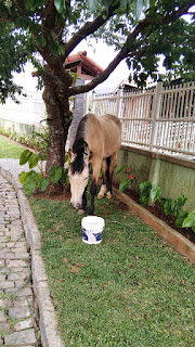 COPBEA alerta: animal apreendido em via pública só é liberado após pagamento das taxas, mesmo com a presença do dono