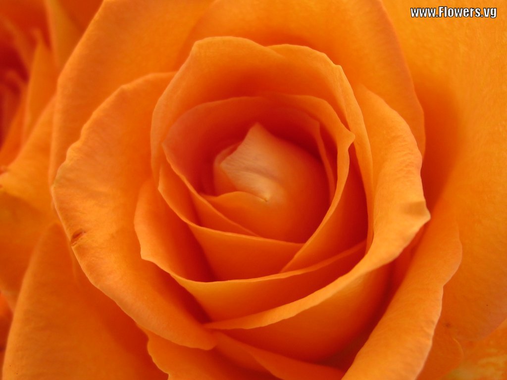 types of flowers names and pictures Orange Rose Flowers | 1024 x 768