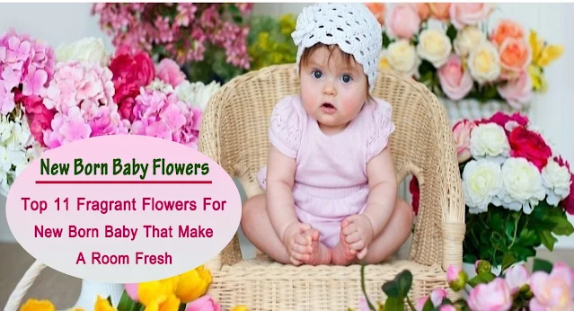 Top 11 Fragrant Flowers For New Born Baby That Make a Room Fresh