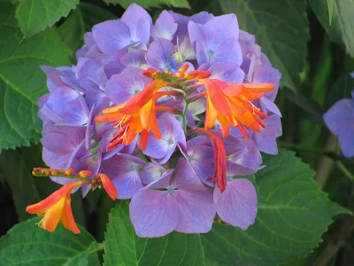 Original full-size photo of a close-up Hydrangea macrophylla bloom with shades of violet and white. Three flowers from a Crocosmia are poking right out of the Hydrangea macrophylla. The protruding Crocosmia flowers are a brilliant orange. Set against a background of naturally occurring large green leaves. This photo is completely untouched and natural. I ran across these flowers by accident. Clicking on this image will download the full resolution photograph. It is the same image as the one at the top of the article minus that headline embedded in the graphic.