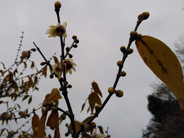 Fiori Calicanto