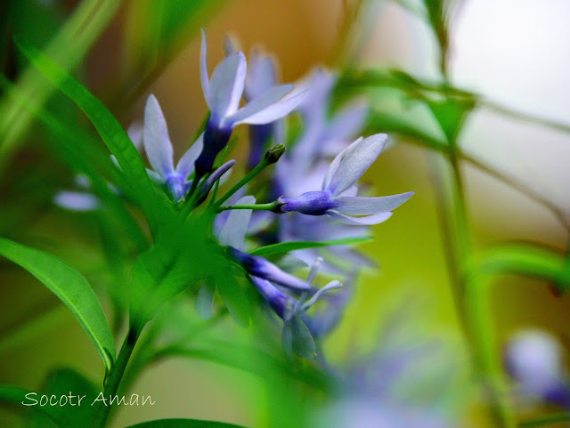 Amsonia elliptica