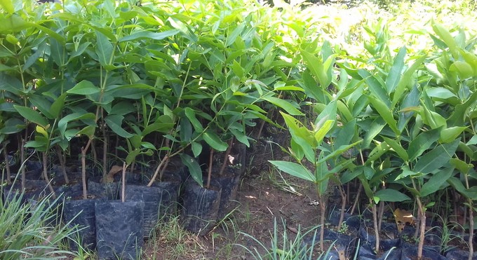 bibit pohon jambu bajangleang solusi tanaman masa kini Sumatra Utara