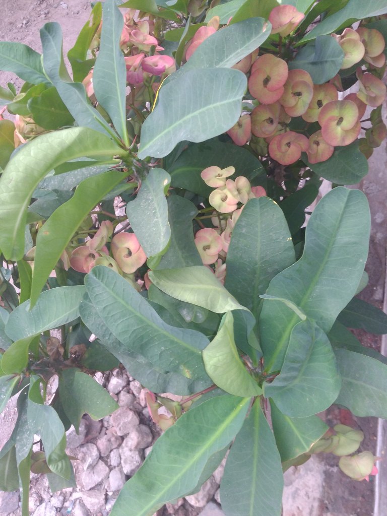 18+ Info Terkini Manfaat Bunga Euphorbia