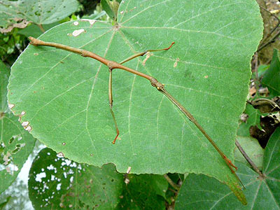 Stick insect