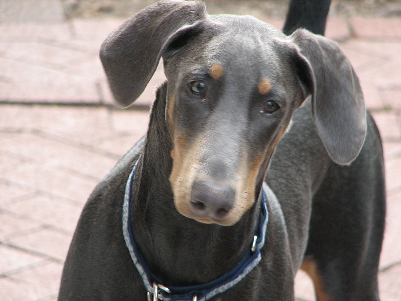 Grey Doberman Pinscher