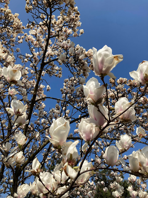 Magnolia