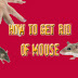 How to Get Rid of Mouse Easily and Fast