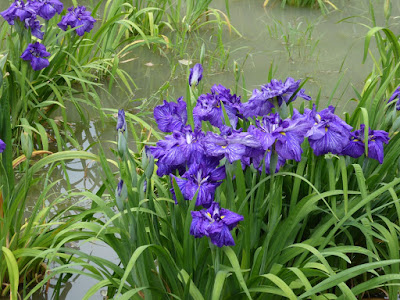 城北菖蒲園のハナショウブ