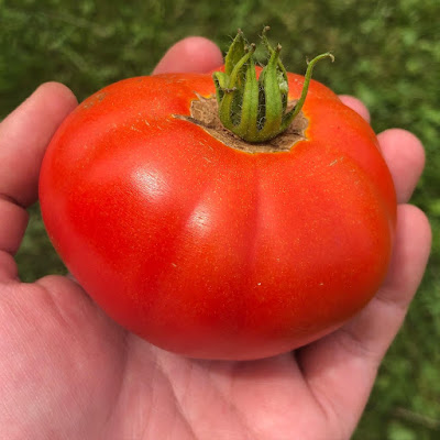 tomato held in one hand