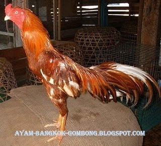 Beternak Ayam Bangkok