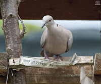 Tórtola turca (Streptopelia decaocto)