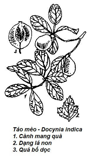 Hình vẽ Táo mèo - Docynia indica - Nguyên liệu làm thuốc Chữa Bệnh Tiêu Hóa