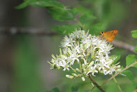 Dark Palm Dart