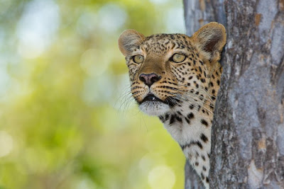 chiefs island, okavango delta, isak pretorius, photographic workshop, photographic safari, 