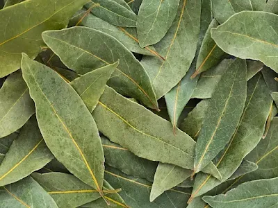 The tremendous benefits of bay leaves are a panacea for 5 diseases you may not know