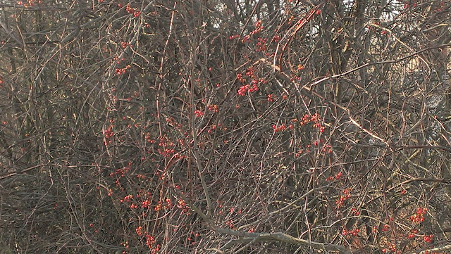 winter trees