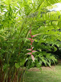 Heliconia chartacea 'Sexy Pink' 