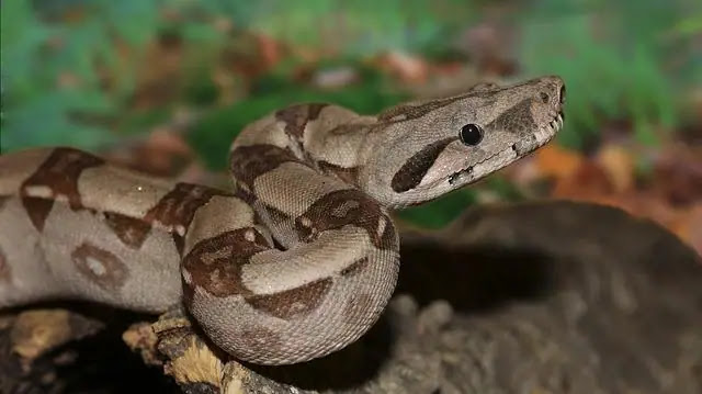 Meet the 10 biggest snakes in the world