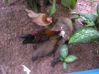 bantam chickens, La Ceiba, Honduras