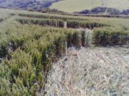 Crop Circles Found In Helston