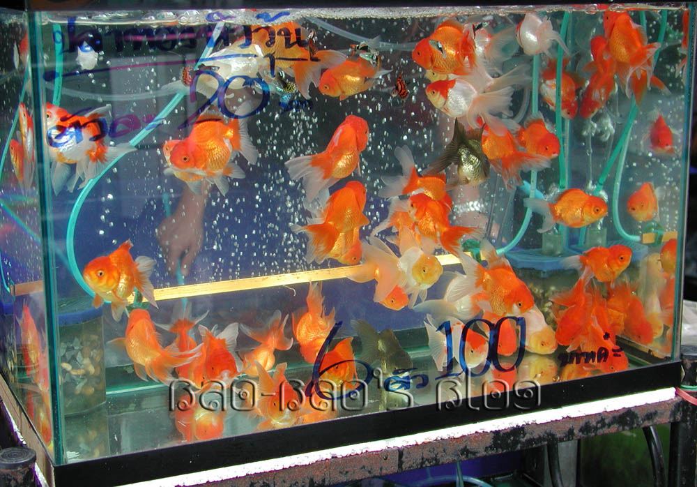 what do goldfish eggs look like in a fish tank. how do goldfish eggs look