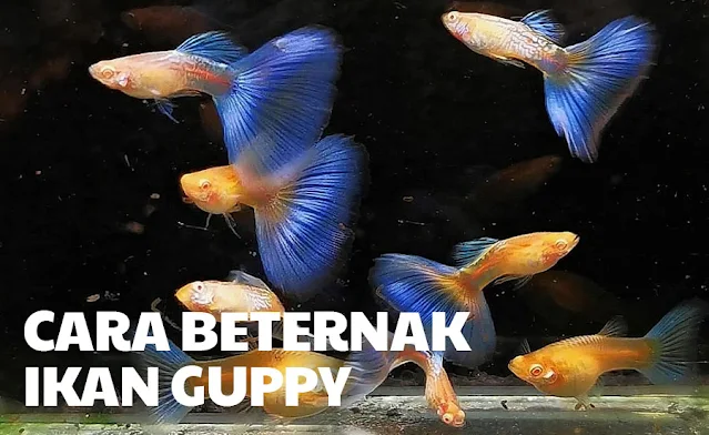 cara beternak ikan guppy untuk pemula