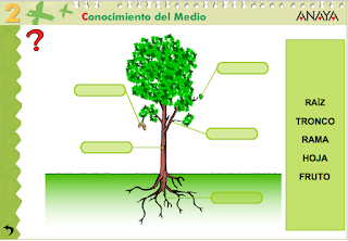 http://www.ceiploreto.es/sugerencias/A_1/Recursosdidacticos/SEGUNDO/datos/03_cmedio/03_Recursos/actividades/04/act1.htm