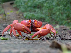 Google Street View Captures Incredible Migration of 10 Million Stunning Red Crabs to Christmas Island.