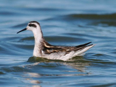 Oregon sea birds: Red-necked Phalarope