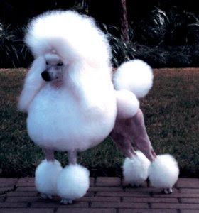 poodle hair style