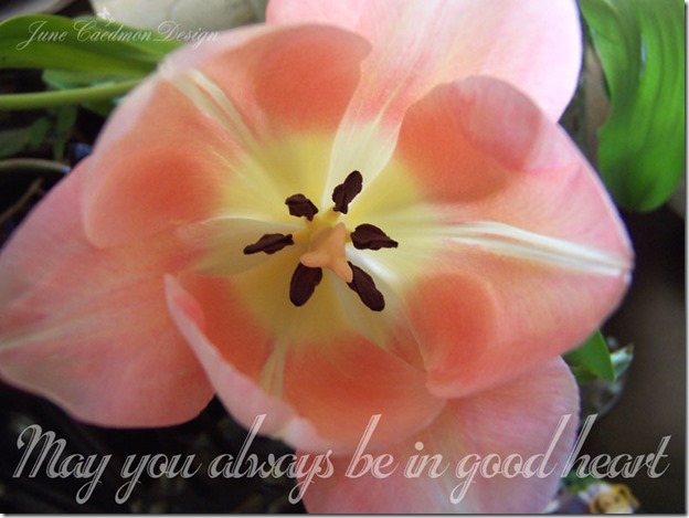 Tulips_GoodHeart