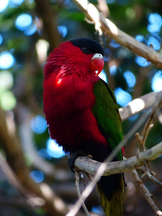 Cara Memilih Bakalan Burung Nuri Kepala Hitam Irian yang Baik dan Bisa Ngomong