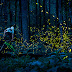 En lo profundo del bosque de Tennessee, una estrella de BMX baila entre luciérnagas