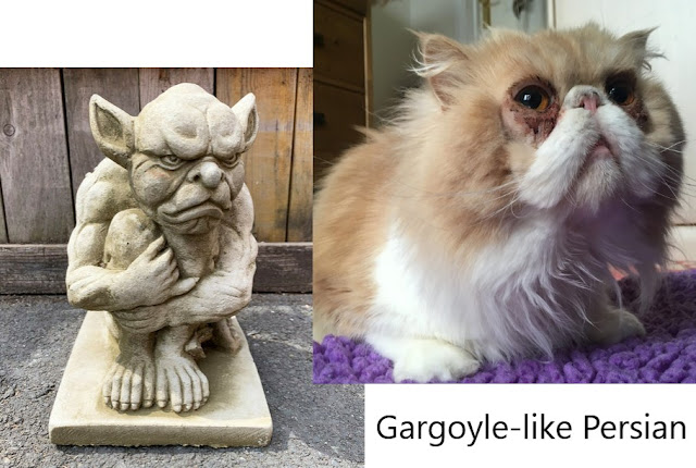 Gargoyle-like Persian cat